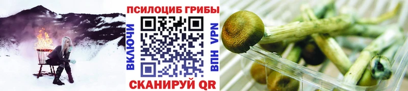 Купить  Мглин  Псилоцибиновые грибы Cubensis 